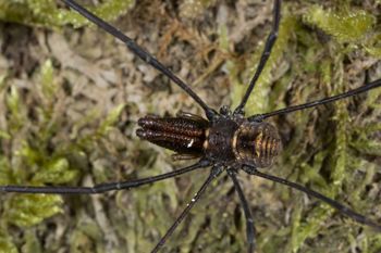 Media type: image;   Invertebrate Zoology 133443
